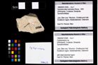 Foto (Objekt + Etikett) von Cycloprosopon sp.  (NHMW-GEO-1990-0041-2588)